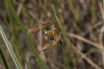 Sturdy bulrush